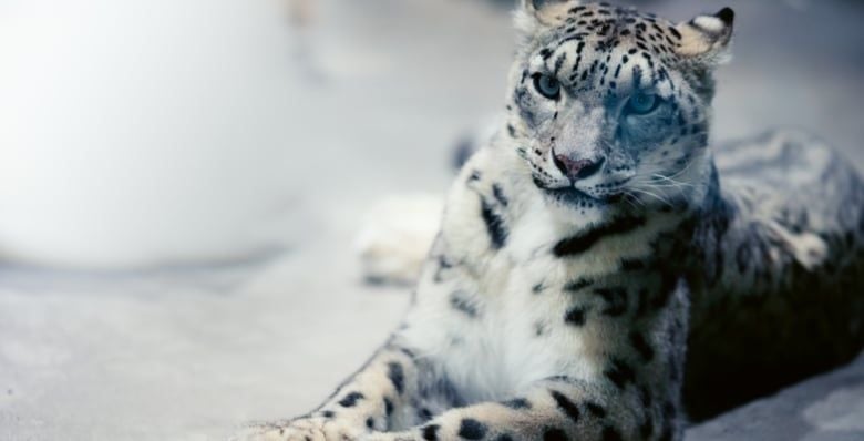 Catch a glimpse of the rare snow leopard at ' ' 