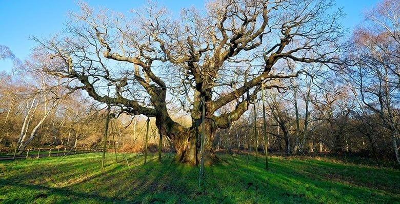 Major Oak in Sherwood Forest, Nottinghamshire