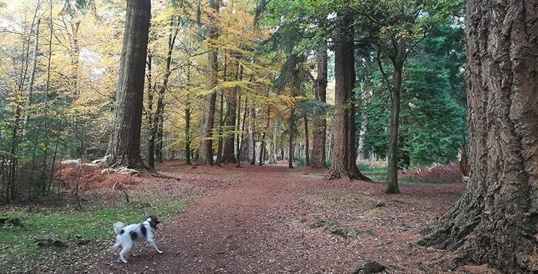 Dog running amongst the trees at Blackwood Forest
