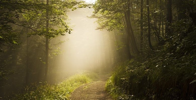Misty mornings in Sherwood Forest