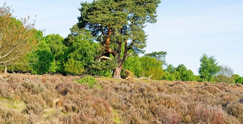 Old Scots Pine
