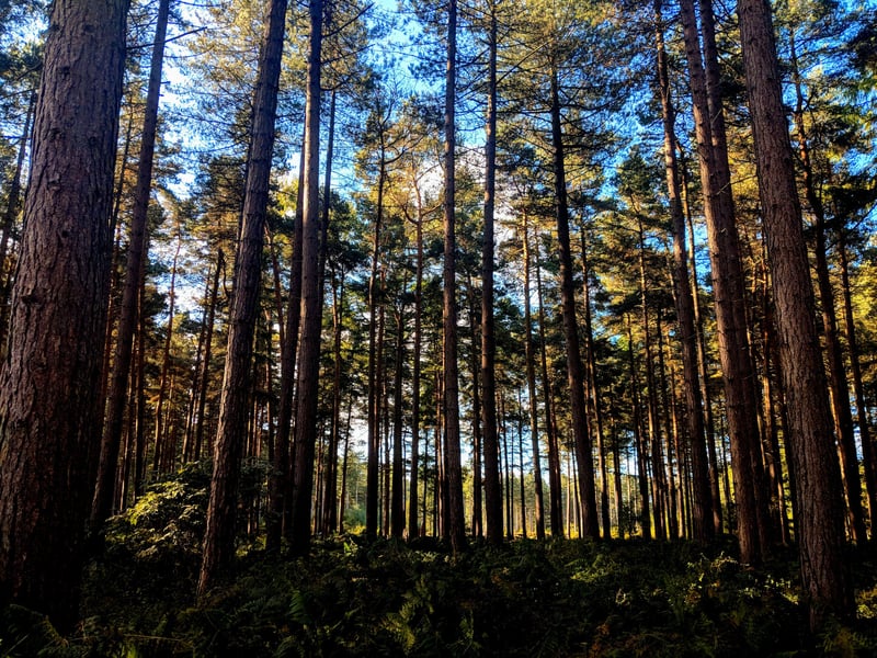 Sherwood Pines in Nottingham