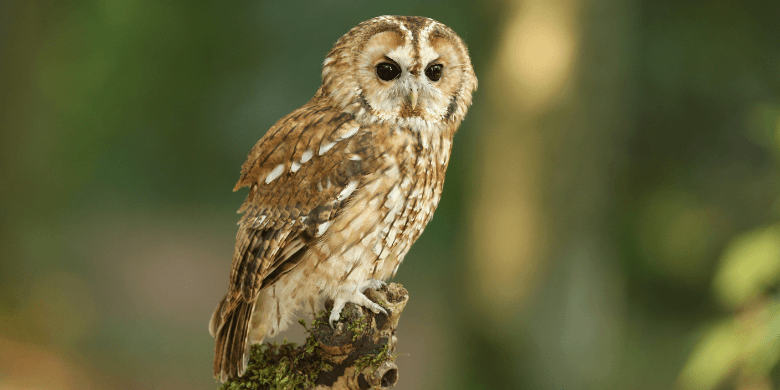 A tawny owl in the trees