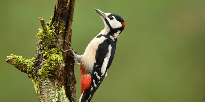 A woodpecker