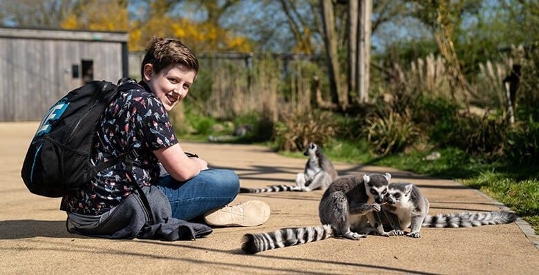 Boy sat with lemurs at Marwell Zoo