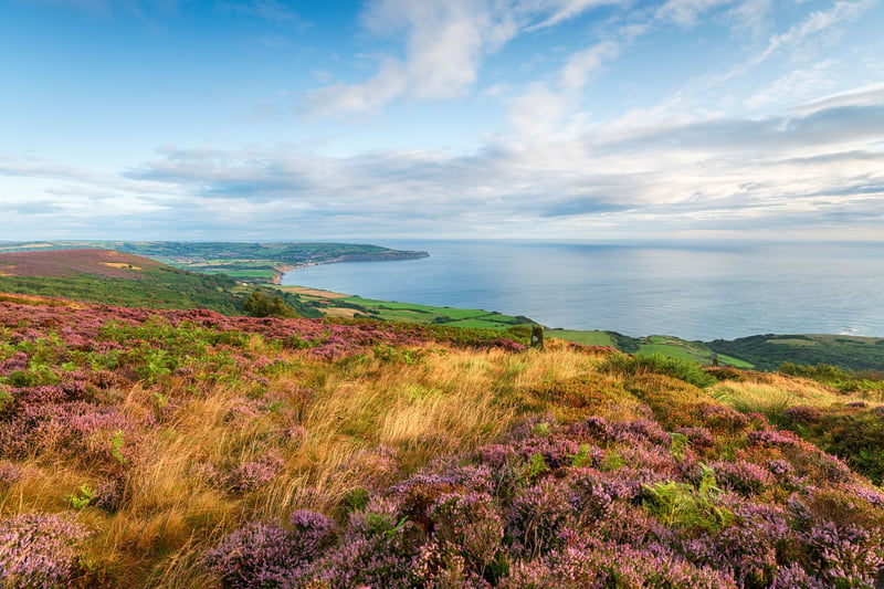 North Yorkshire Moors in bloom with coastline view