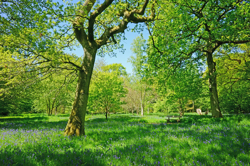 Bluebells in a woodland glade at Westonbirt Arboretum, near Tetbury, Gloucestershire.