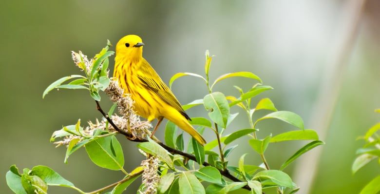 Yellow warbler bird on a tree branch
