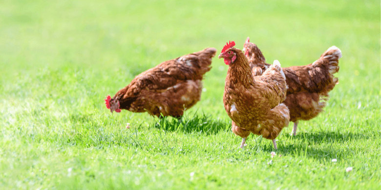 Hens in a field