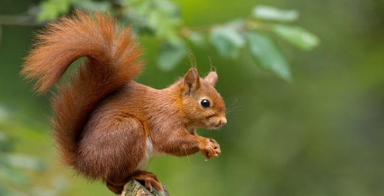 Red squirrel sat on a branch