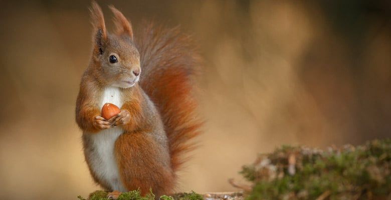 Red squirrel holding a nut
