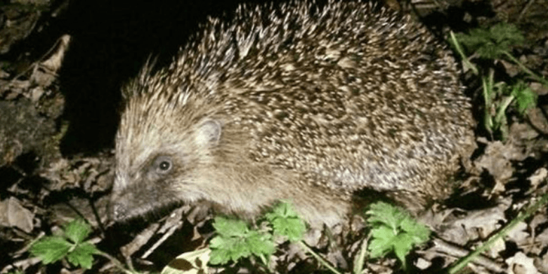Hedgehog at night