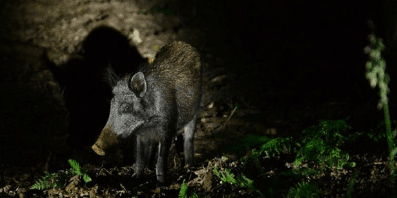 Wild boar at nighttime