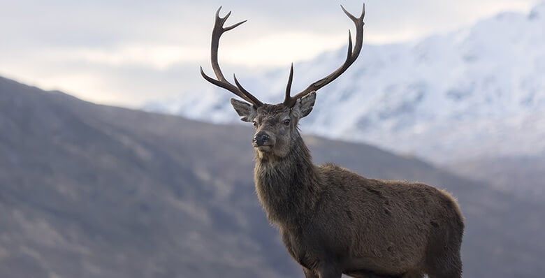 Red deer in Strathyre, Scotland