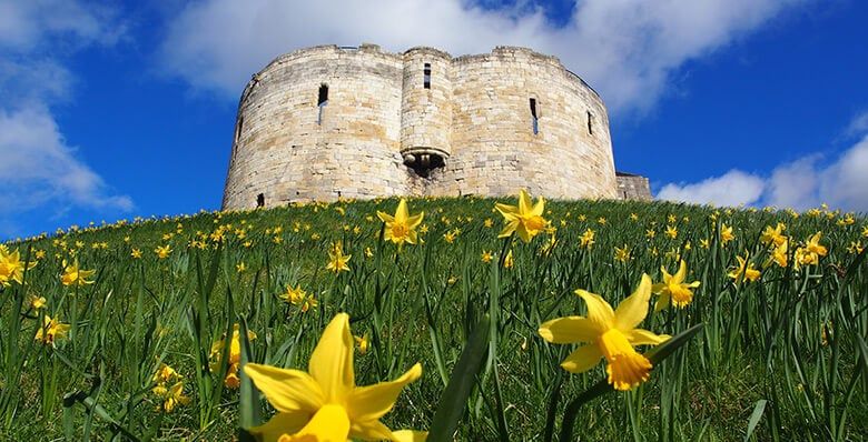 Clifford's tower surrounded by daffodils 