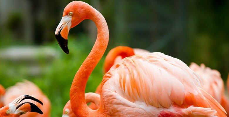 Flamingo close up at Flamingo Land