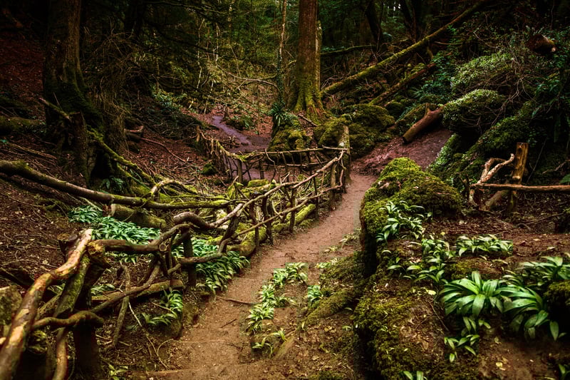 Puzzlewood, Gloucestershire